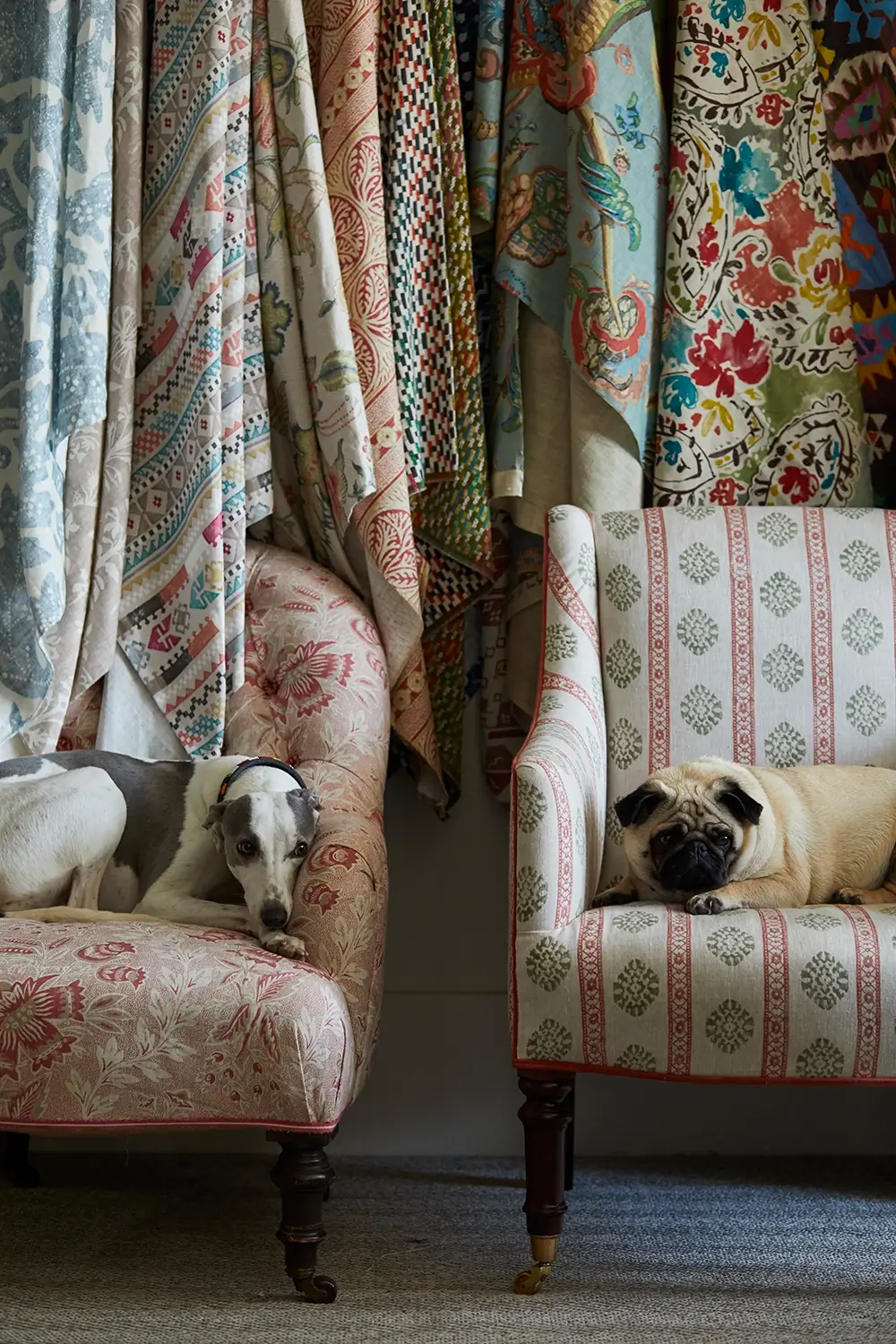 Two dogs rest on patterned chairs, surrounded by hanging fabric samples with various colorful designs.